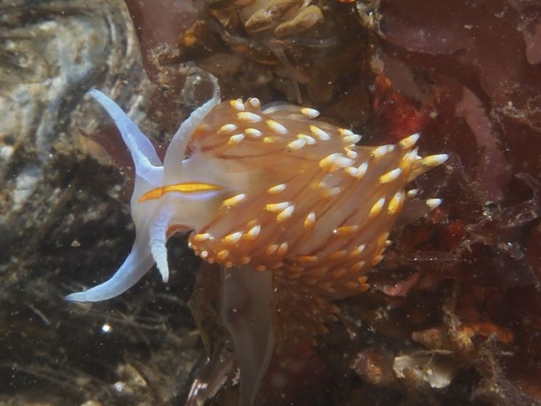 Breakwater Cove, Monterey