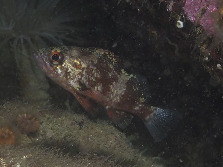 Breakwater Cove, Monterey