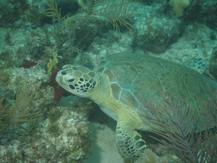 Davy Crocker Reef