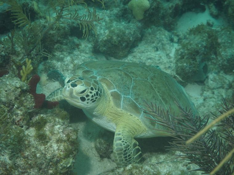 Davy Crocker Reef