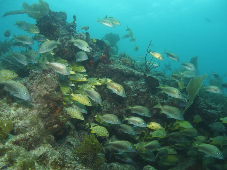 Davy Crocker Reef
