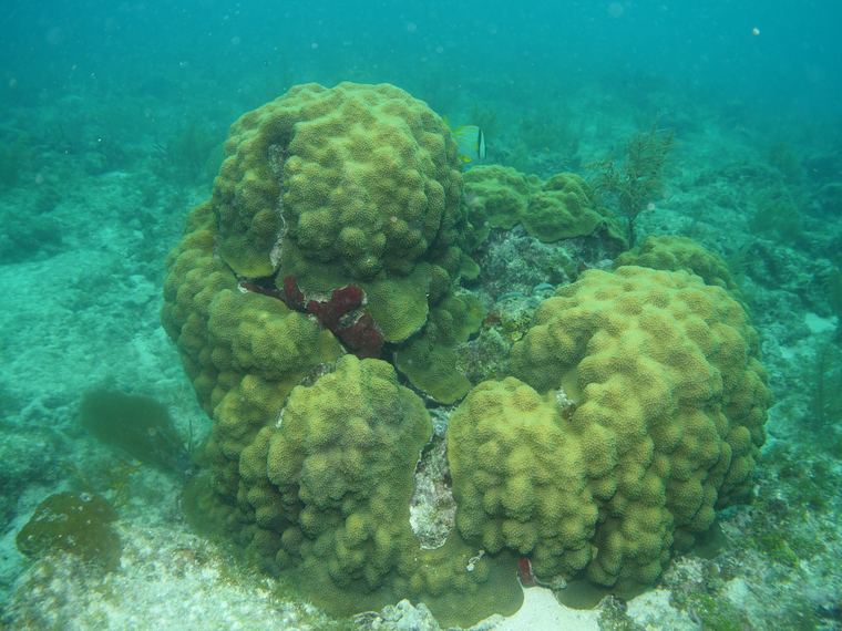 Davy Crocker Reef