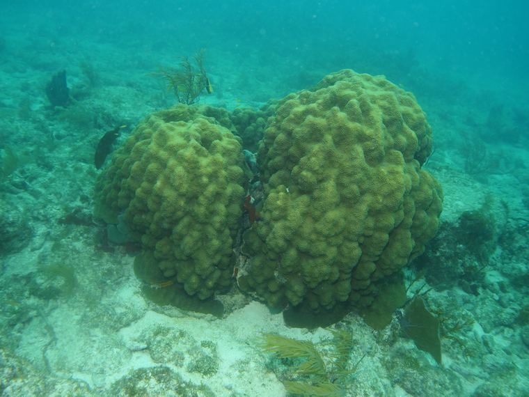 Davy Crocker Reef
