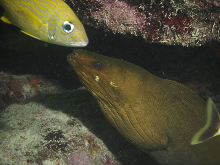 Davy Crocker Reef