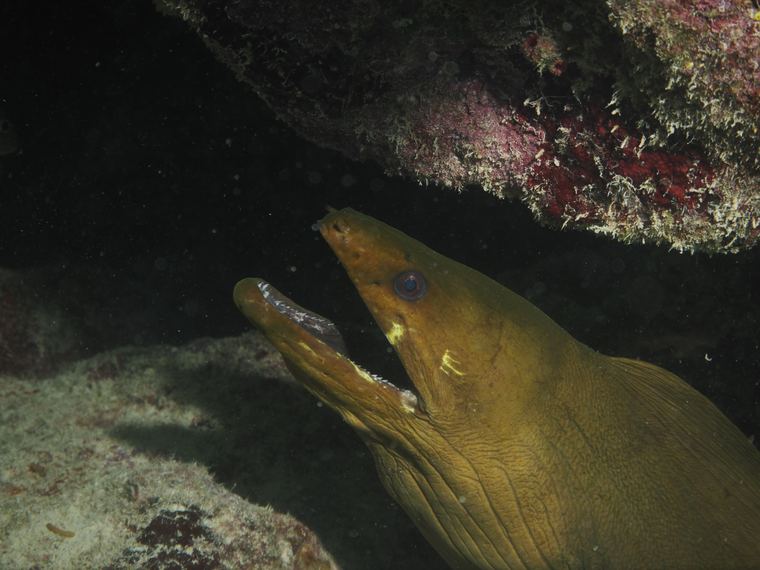 Davy Crocker Reef