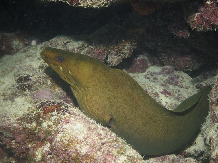 Davy Crocker Reef