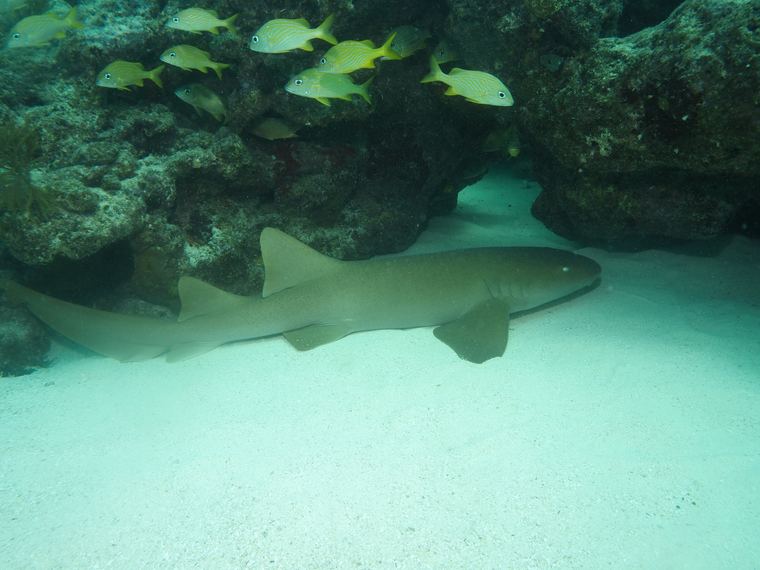 Davy Crocker Reef