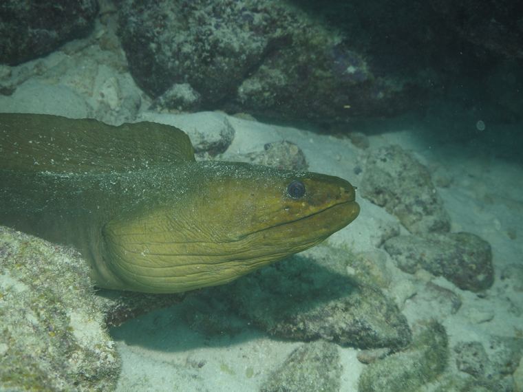 Davy Crocker Reef