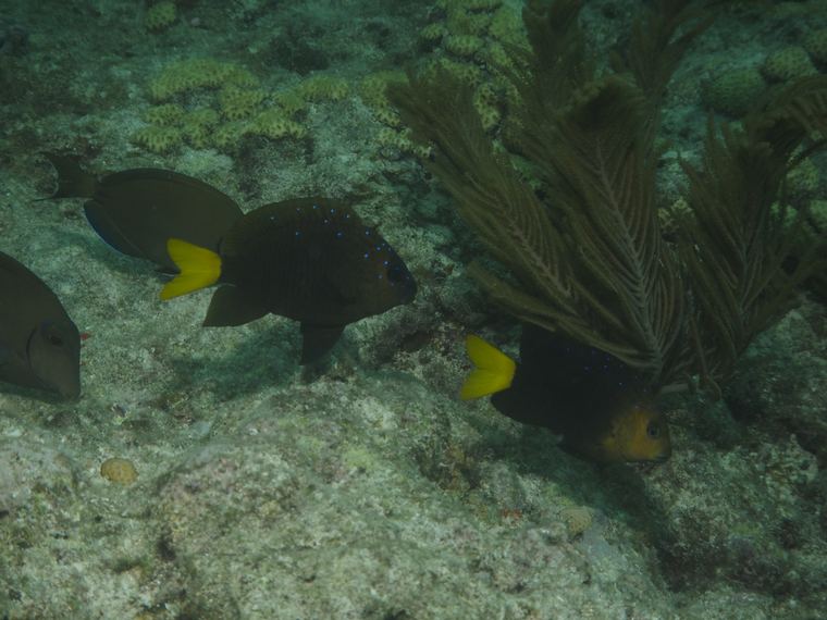 Davy Crocker Reef