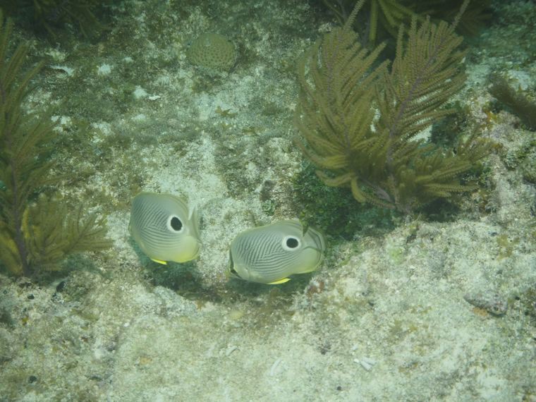 Davy Crocker Reef