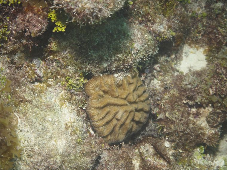 Davy Crocker Reef