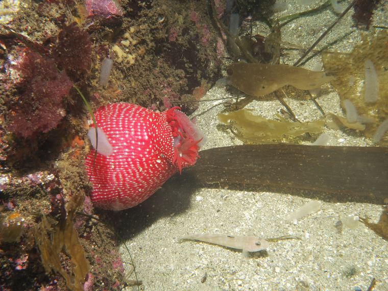 Central California