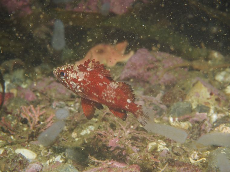 Central California