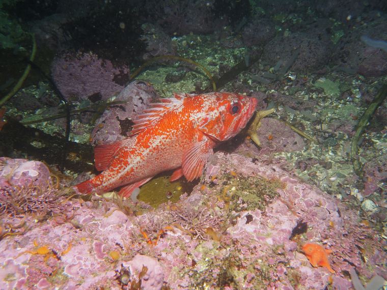 Central California