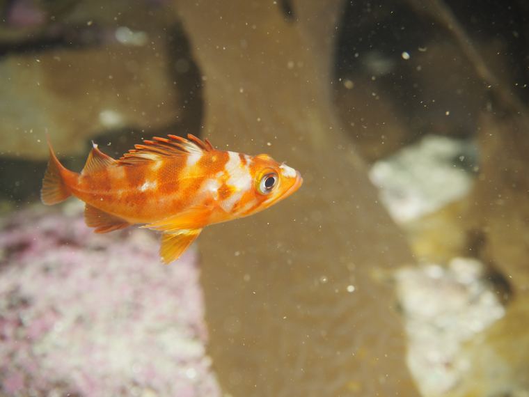 Central California