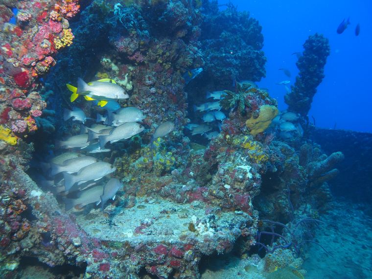 Eagle & Spiegel Grove Wrecks