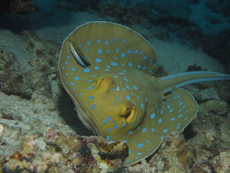 Bluespotted stingray