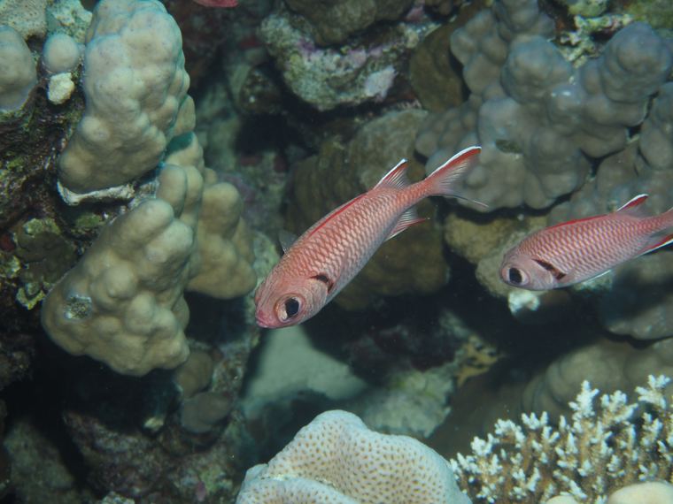 Botcheye soldierfish