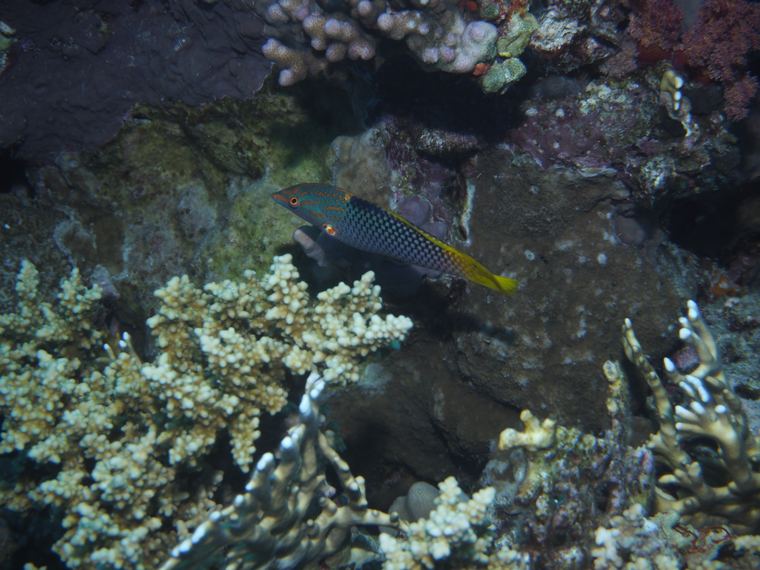 Checkerboard wrasse