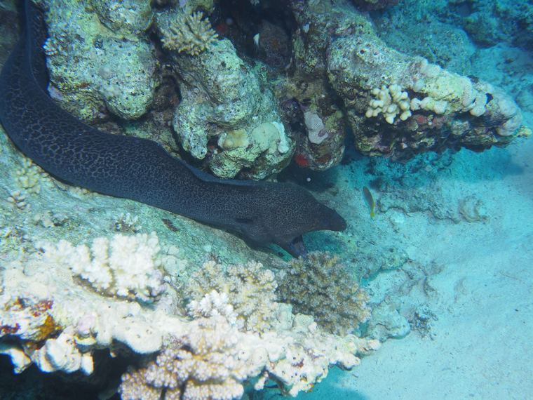 Giant moray