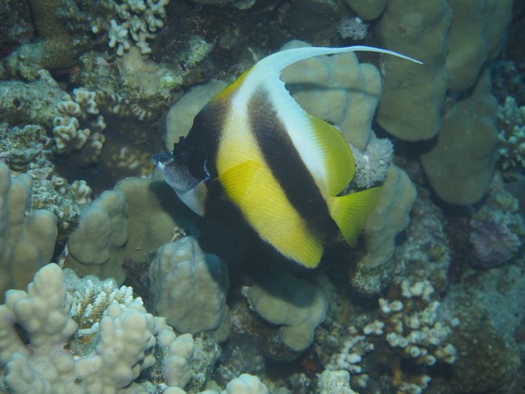 Red sea bannerfish