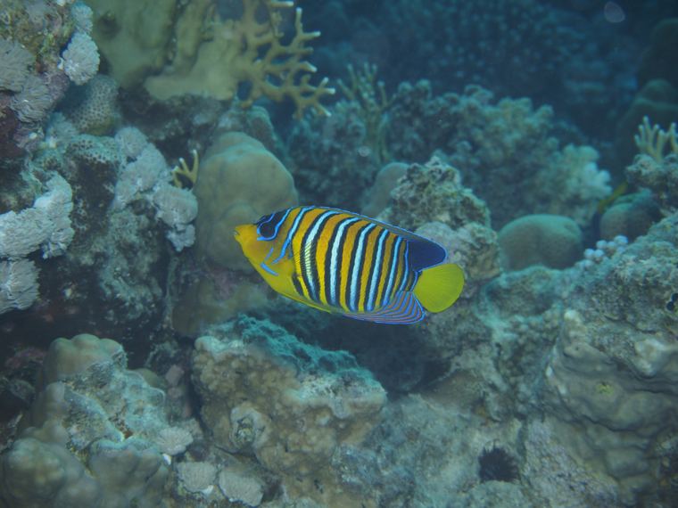 Regal anglefish