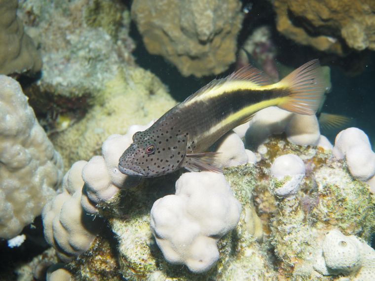 Spotted hawkfish
