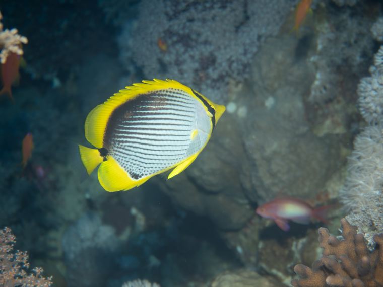 Daedalus Reef
