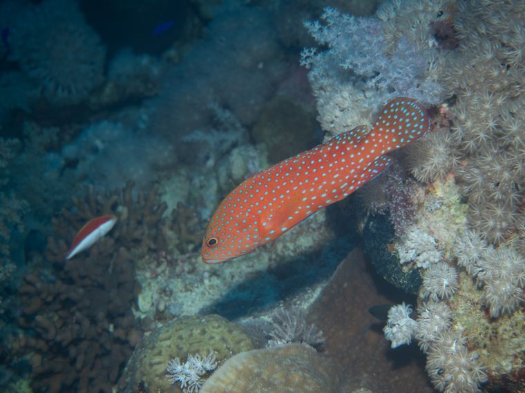 Daedalus Reef