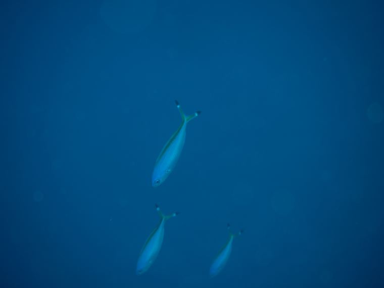 Daedalus Reef