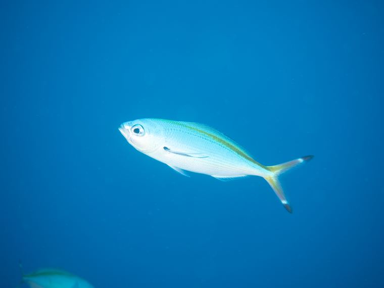 Daedalus Reef