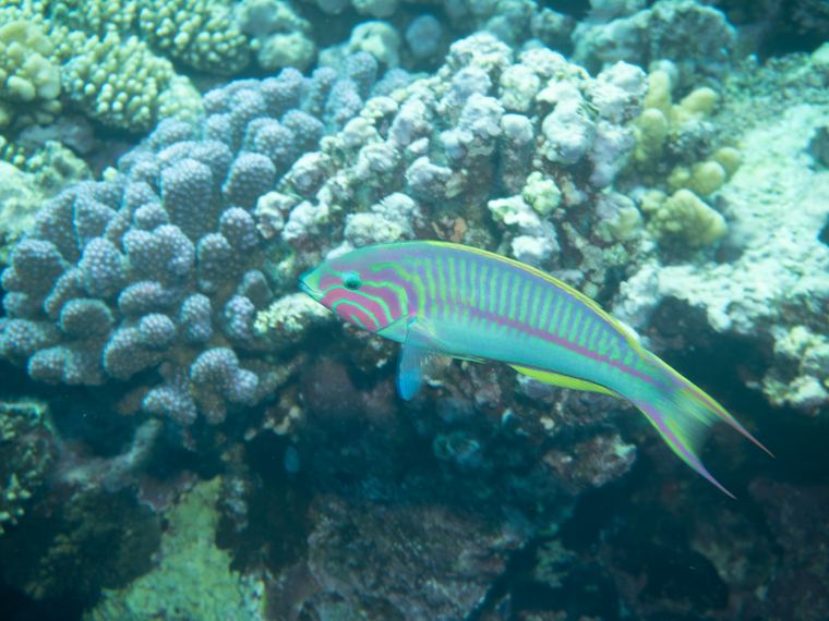 Daedalus Reef