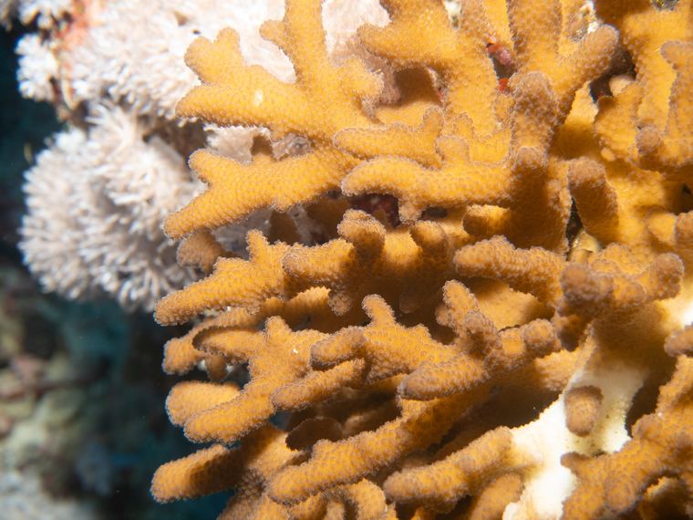 Daedalus Reef