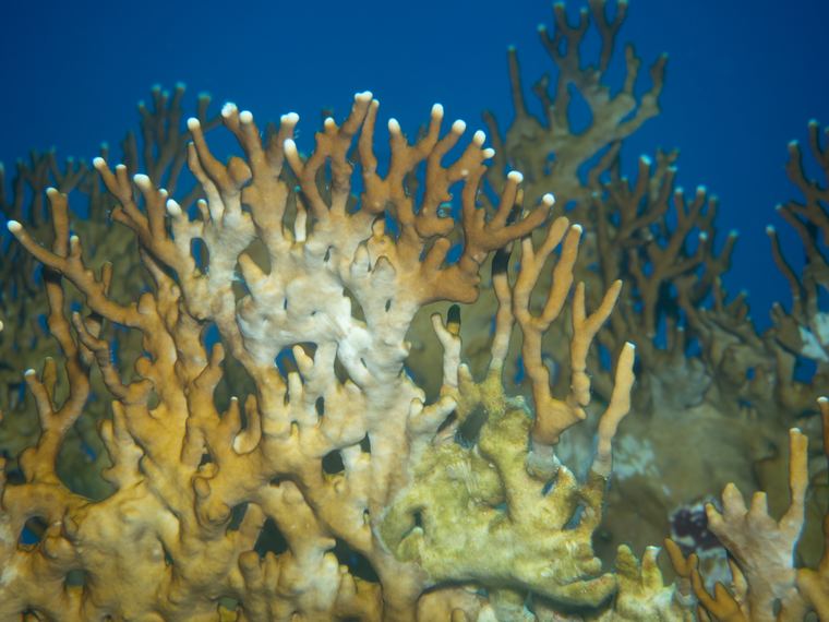 Daedalus Reef