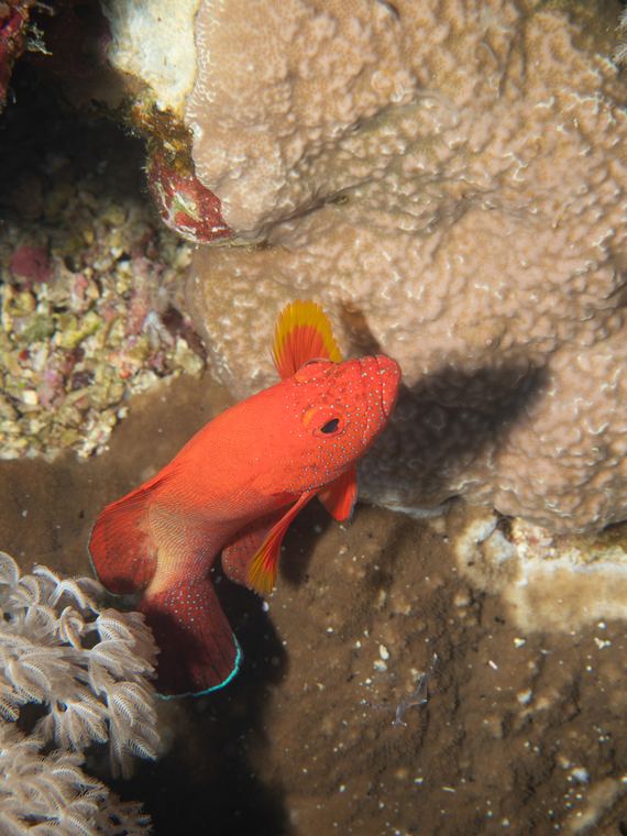Daedalus Reef