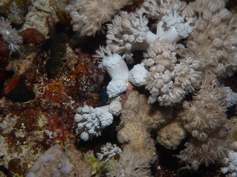Daedalus Reef