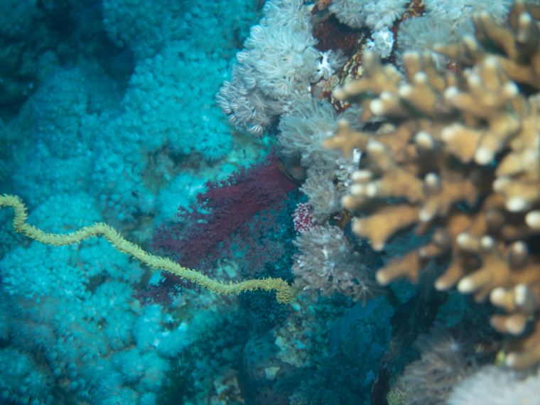 Daedalus Reef