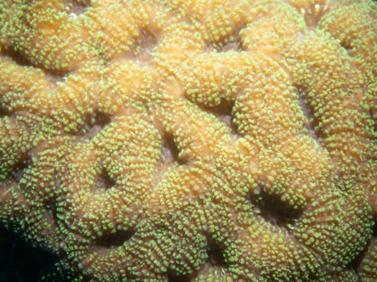 Daedalus Reef