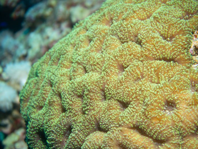 Daedalus Reef