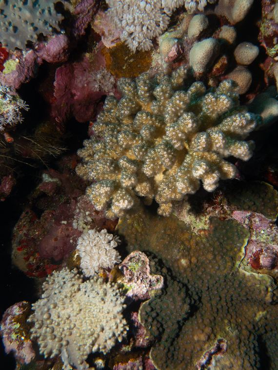 Daedalus Reef