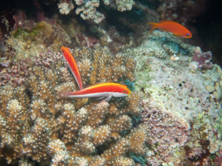 Daedalus Reef