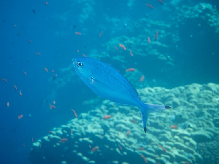Daedalus Reef