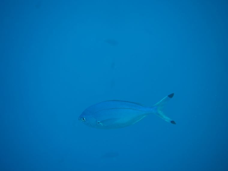 Daedalus Reef