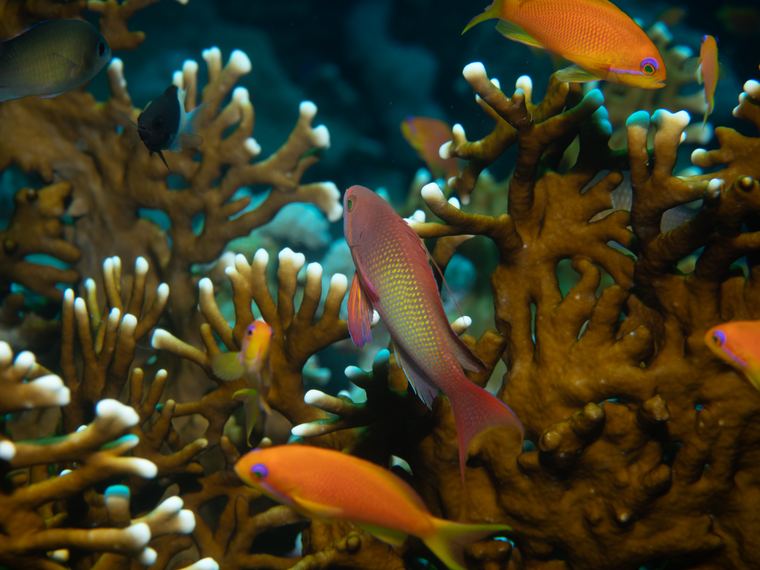 Daedalus Reef