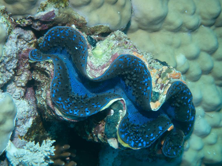 Daedalus Reef