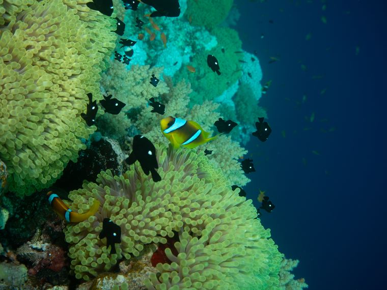 Daedalus Reef