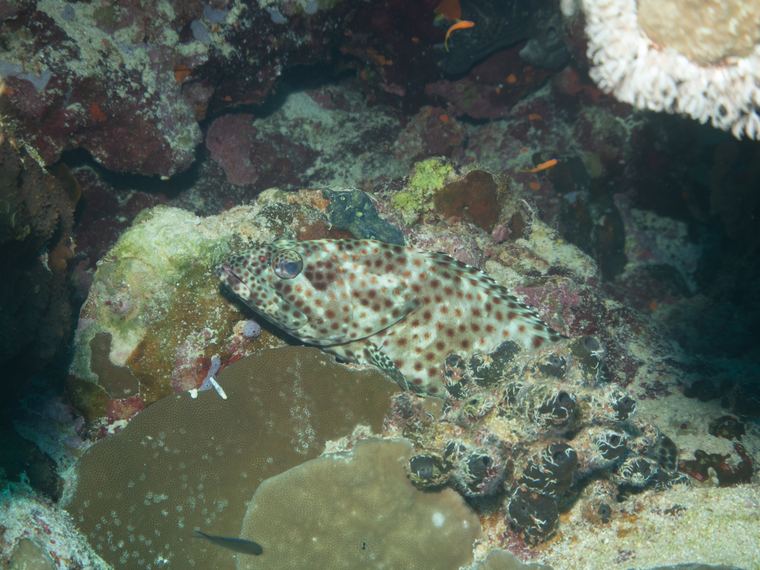 Daedalus Reef