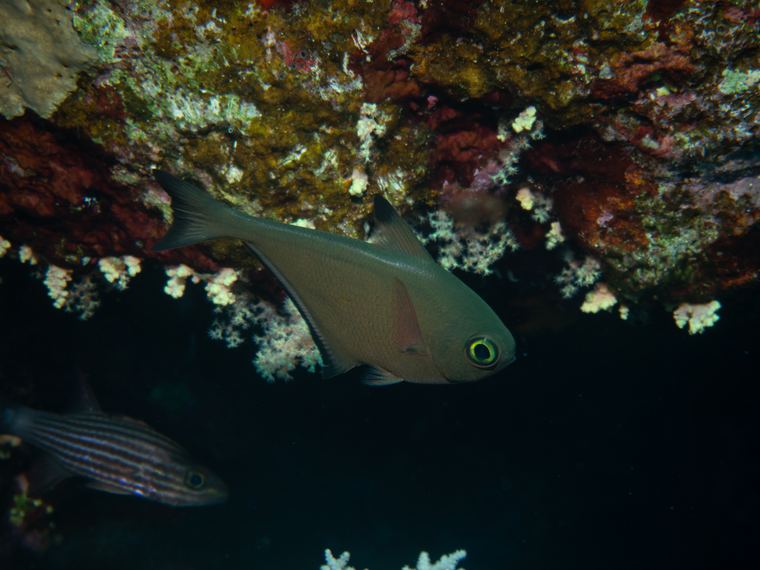 Daedalus Reef