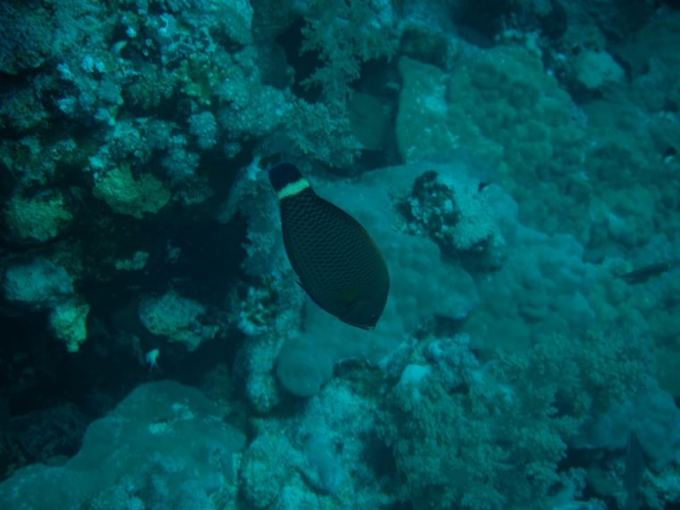 Daedalus Reef