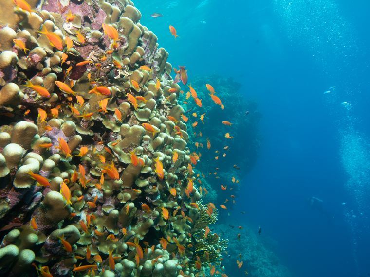Daedalus Reef